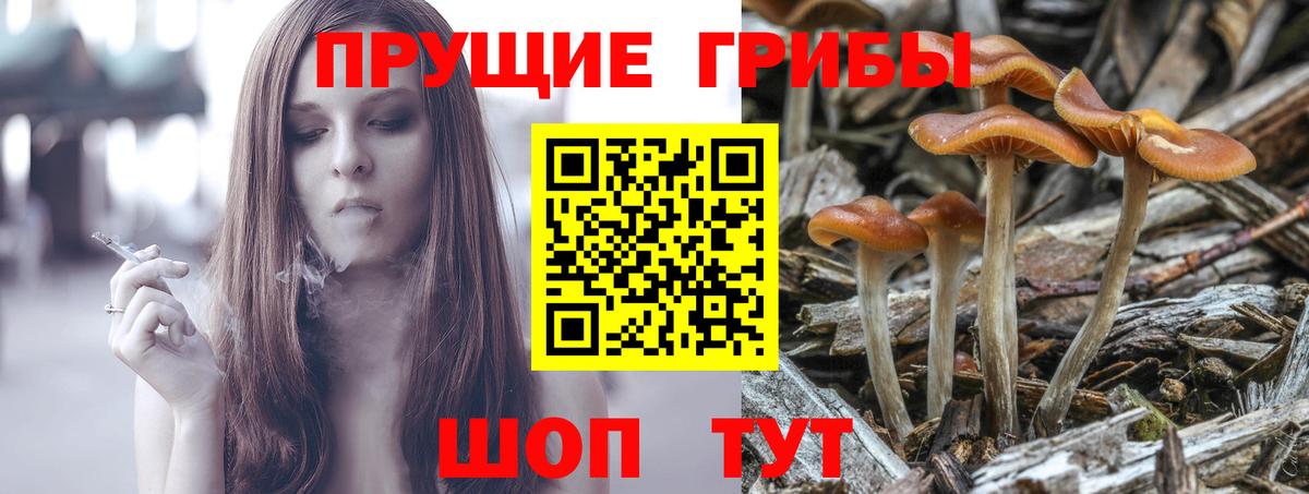 Спасск-Дальний  Псилоцибиновые грибы GOLDEN TEACHER  Вход с VPN  Псилоцибиновые грибы GOLDEN TEACHER 